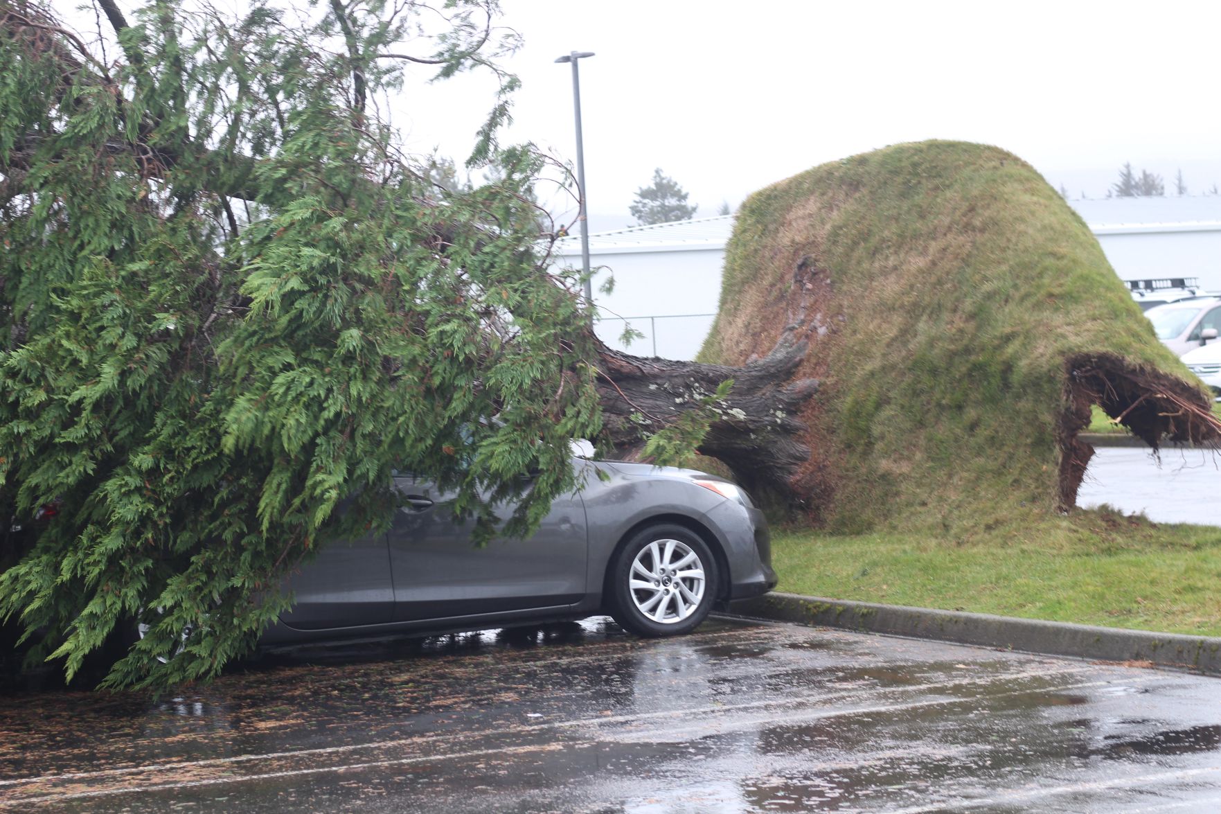 Tree on car